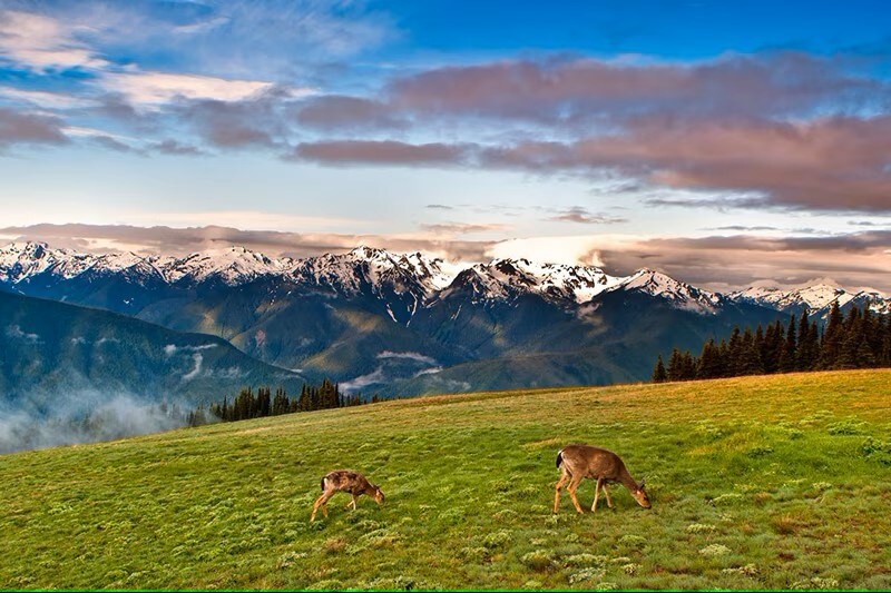 Olympic National Park